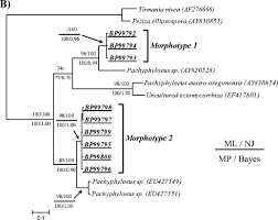 Attēlu rezultāti vaicājumam “Pachyphloeus melanoxanthus”