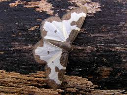 Attēlu rezultāti vaicājumam “Lomaspilis marginata”