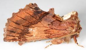 Attēlu rezultāti vaicājumam “Ptilodon capucina”