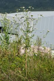 Attēlu rezultāti vaicājumam “Libanotis montana”