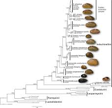Attēlu rezultāti vaicājumam “Harmandia”