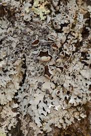 Attēlu rezultāti vaicājumam “Hypotrachyna sp.”