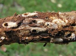 Attēlu rezultāti vaicājumam “Pissodes castaneus”