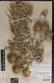 Image result for Ptilostemon afer