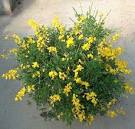 <b>Cytisus</b> albus o C.