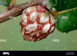 Attēlu rezultāti vaicājumam “Andricus foecundatrix”