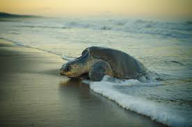 Image result for Lepidochelys olivacea