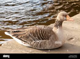 Attēlu rezultāti vaicājumam “Anser anser adult”