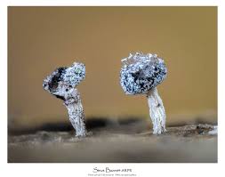 Attēlu rezultāti vaicājumam “Didymium nigripes macro”