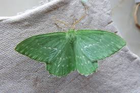 Attēlu rezultāti vaicājumam “Geometra papilionaria”