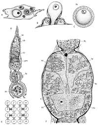 Attēlu rezultāti vaicājumam “Adoxus obscurus”