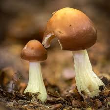 Attēlu rezultāti vaicājumam “Phleogena faginea young”