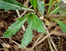 Attēlu rezultāti vaicājumam “Diplotaxis muralis”