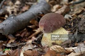 Attēlu rezultāti vaicājumam “Boletus pinophilus”