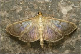 Attēlu rezultāti vaicājumam “Pleuroptya ruralis”