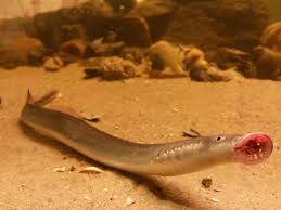 Image result for Lampetra fluviatilis