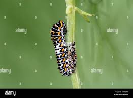 Attēlu rezultāti vaicājumam “Papilio machaon larva”
