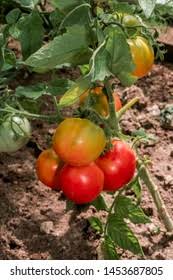 Attēlu rezultāti vaicājumam “Lycopersicon esculentum”