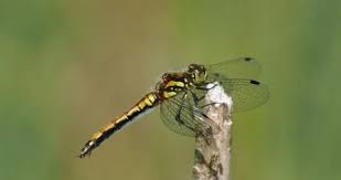 Attēlu rezultāti vaicājumam “Sympetrum sanguineum female”