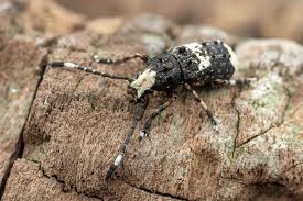 Attēlu rezultāti vaicājumam “Platystomos albinus”