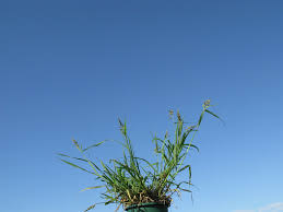 Attēlu rezultāti vaicājumam “Echinochloa crus-galli leaf”
