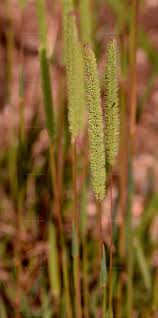 Attēlu rezultāti vaicājumam “Phleum phleoides”