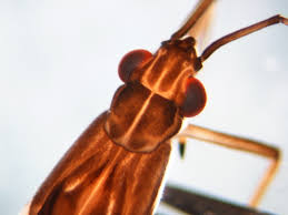 Attēlu rezultāti vaicājumam “Gerridae”