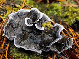 Attēlu rezultāti vaicājumam “Phellodon melaleucus”