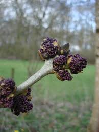 Attēlu rezultāti vaicājumam “Fraxinus excelsior bud”