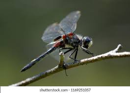 Attēlu rezultāti vaicājumam “Leucorrhinia pectoralis female”