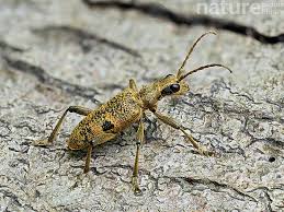 Attēlu rezultāti vaicājumam “Rhagium mordax”