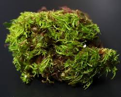 Attēlu rezultāti vaicājumam “Oxystegus tenuirostris”