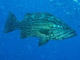 Image result for Mycteroperca rubra