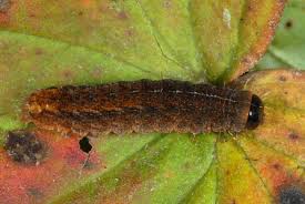 Attēlu rezultāti vaicājumam “Rusina ferruginea”