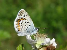 Attēlu rezultāti vaicājumam “Plebejus argus / Plebejus idas”