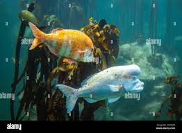 Image result for Cymatoceps nasutus