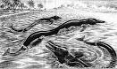 Primitive Eocene Whales