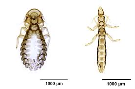 Attēlu rezultāti vaicājumam “Liceaceae”