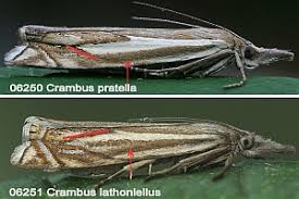 Attēlu rezultāti vaicājumam “Crambus”