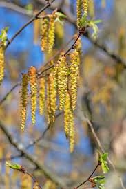 Attēlu rezultāti vaicājumam “Carpinus betulus male flower”