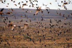 Image result for Syrrhaptes paradoxus