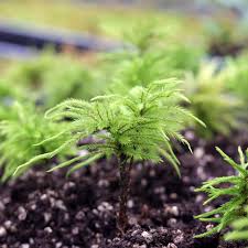 Attēlu rezultāti vaicājumam “Climacium dendroides”