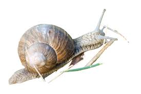 Attēlu rezultāti vaicājumam “Helicidae”