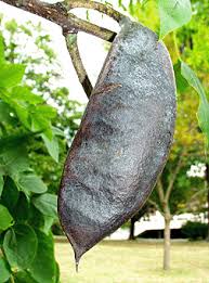 Attēlu rezultāti vaicājumam “Gymnocladus dioicus bud”