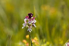 Attēlu rezultāti vaicājumam “Orchis ustulata flower”
