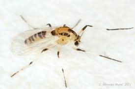 Attēlu rezultāti vaicājumam “Cricotopus”