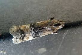 Attēlu rezultāti vaicājumam “Sciota adelphella”