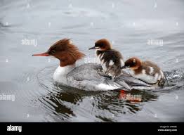 Attēlu rezultāti vaicājumam “Mergus merganser female”
