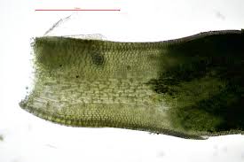 Attēlu rezultāti vaicājumam “Aloina rigida”