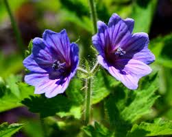 Attēlu rezultāti vaicājumam “Geranium bohemicum”